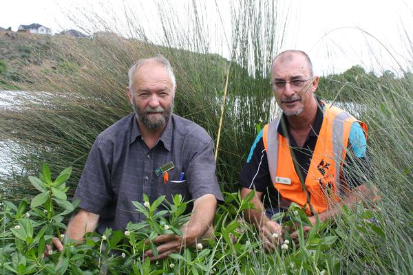 Alligator weed found in a Tauranga reserve is inspected closely by Bay of Plenty Regional Council Senior Biosecurity Officer John Mather and Tauranga City Council Drainage Engineer Peter Mora.